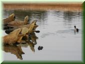 095_Parc_de_Versailles